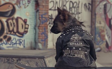 Haiper - punk dog